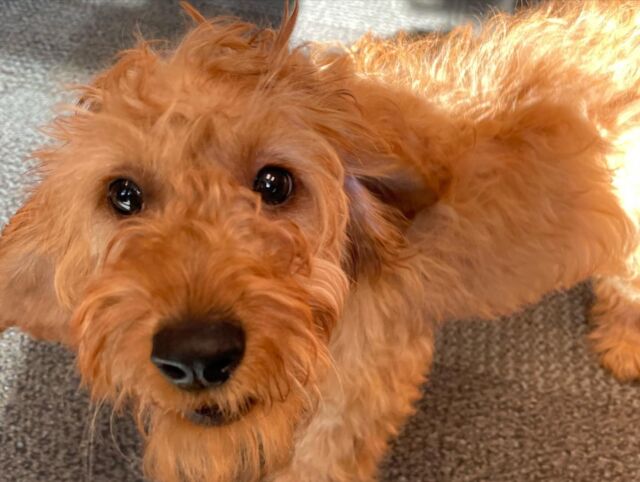 This is how you start a Monday morning!  This little guys daddy brought him with while we were checking out the dent on his Tesla. 
Valentines Puppy Love for the win.🐶❤️
#dogsofinstagram #puppiesofinstagram #shopdogs #dentdominator