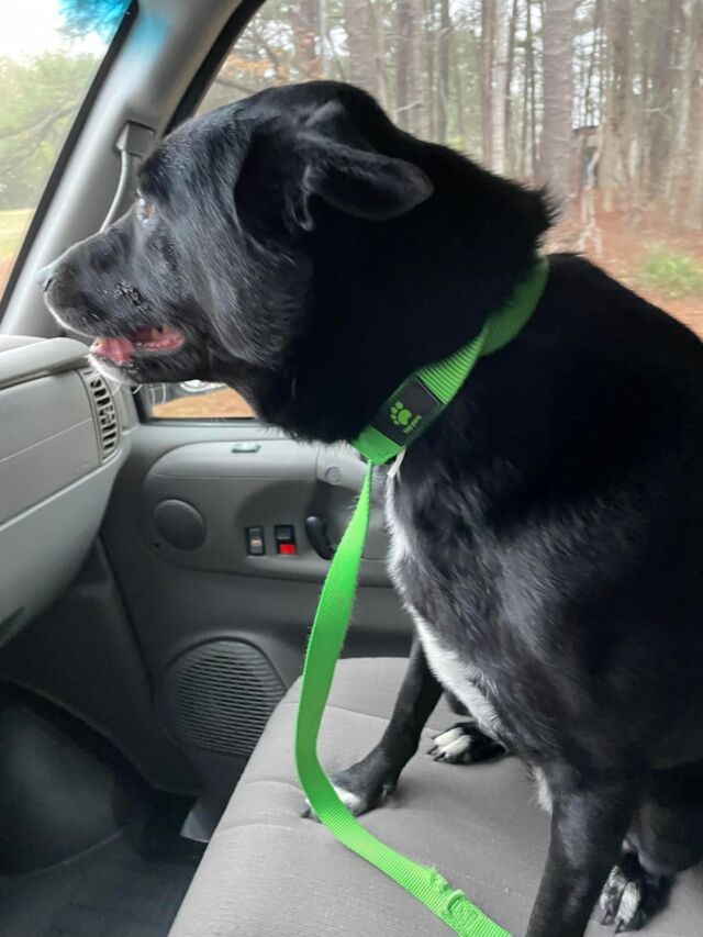 Bring dog to work day today
